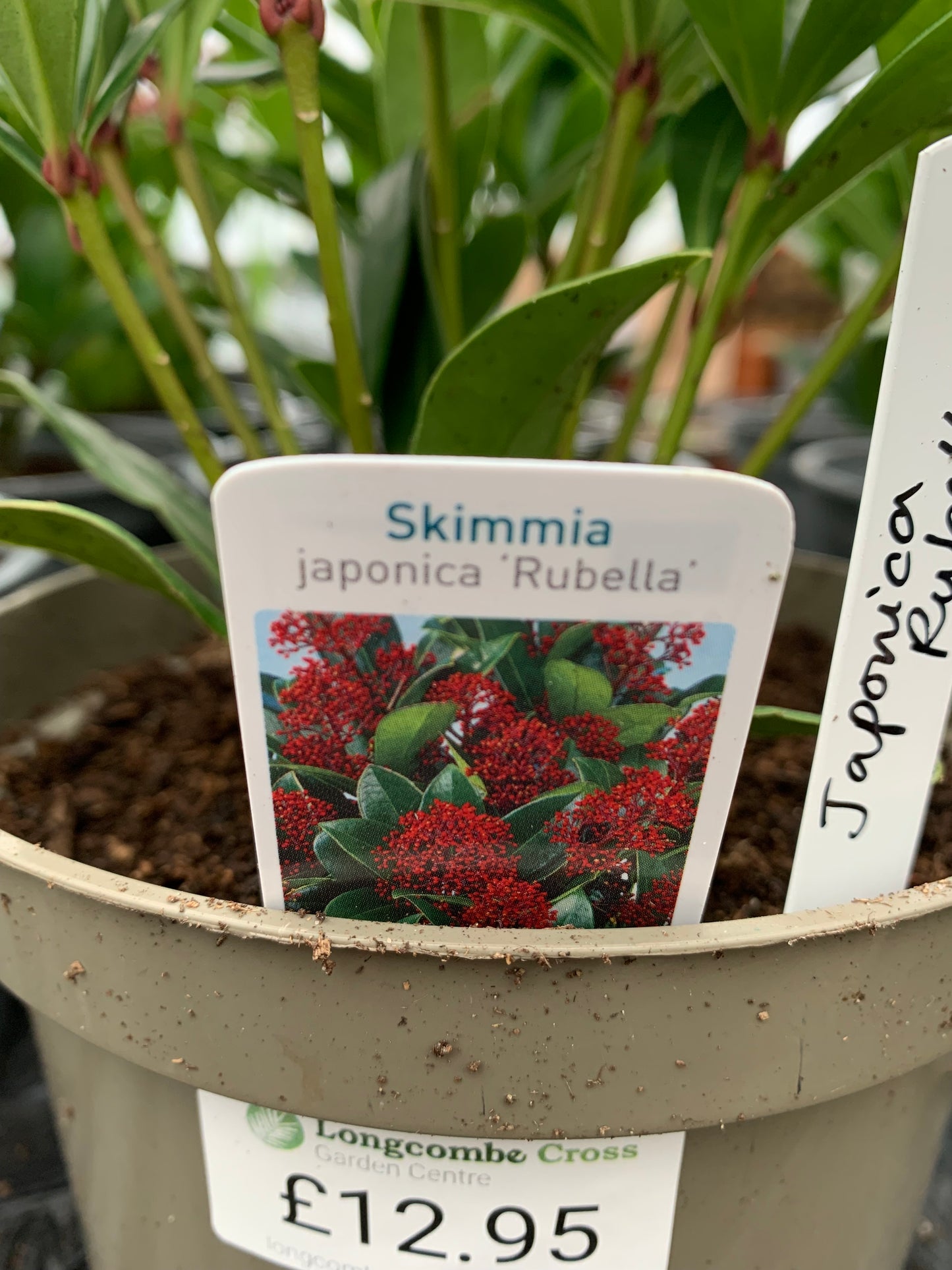 Skimmia japonica Rubella