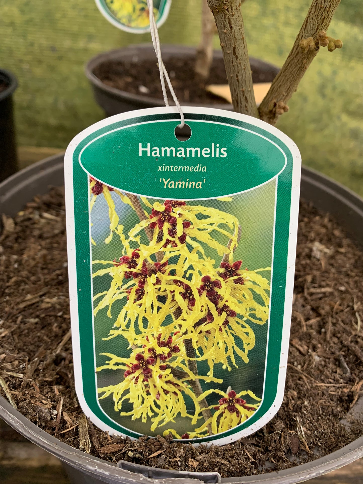 Hamamelis molis - Chinese Witch Hazel