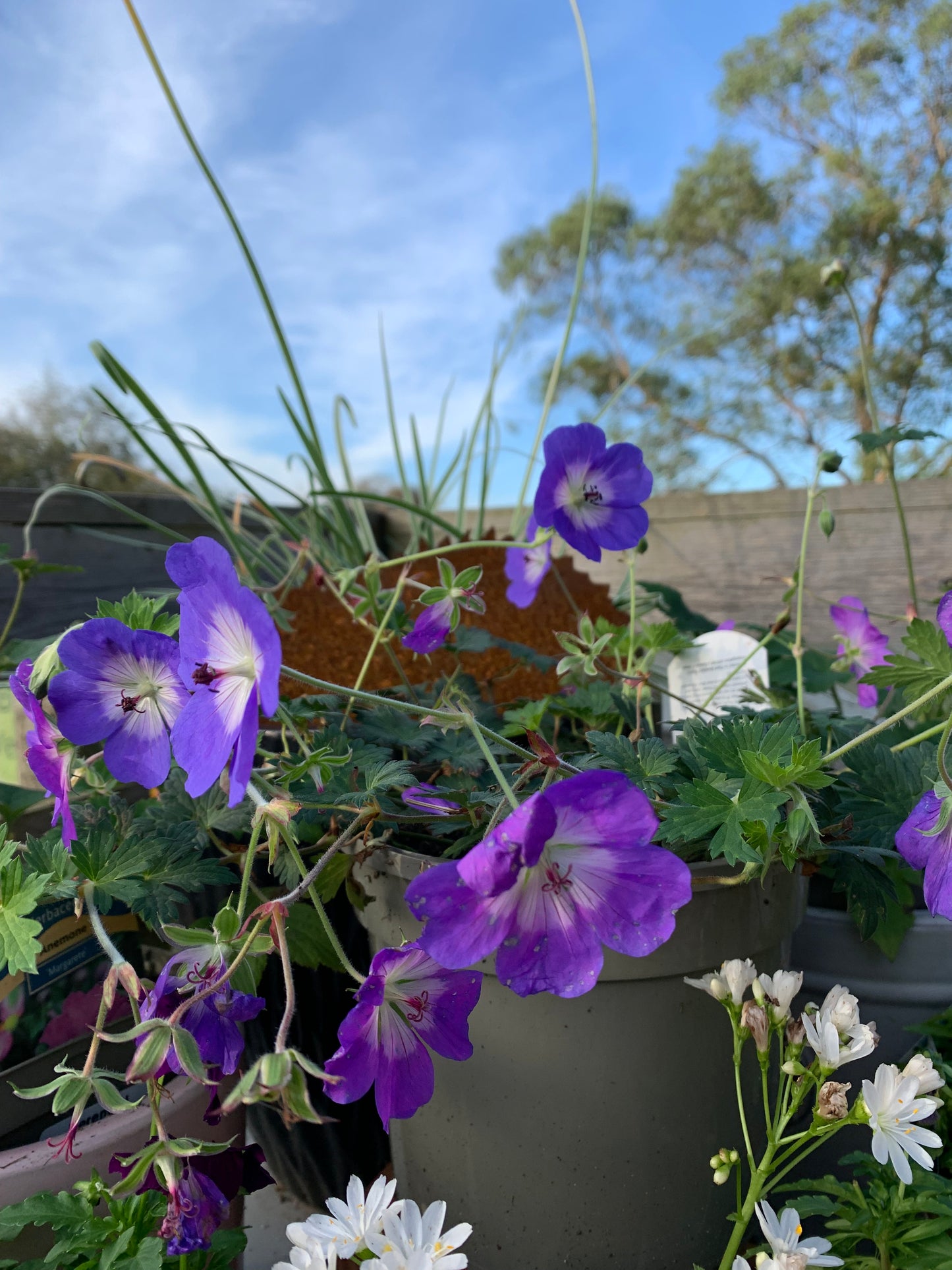 Geranium 2/3L - Hardy