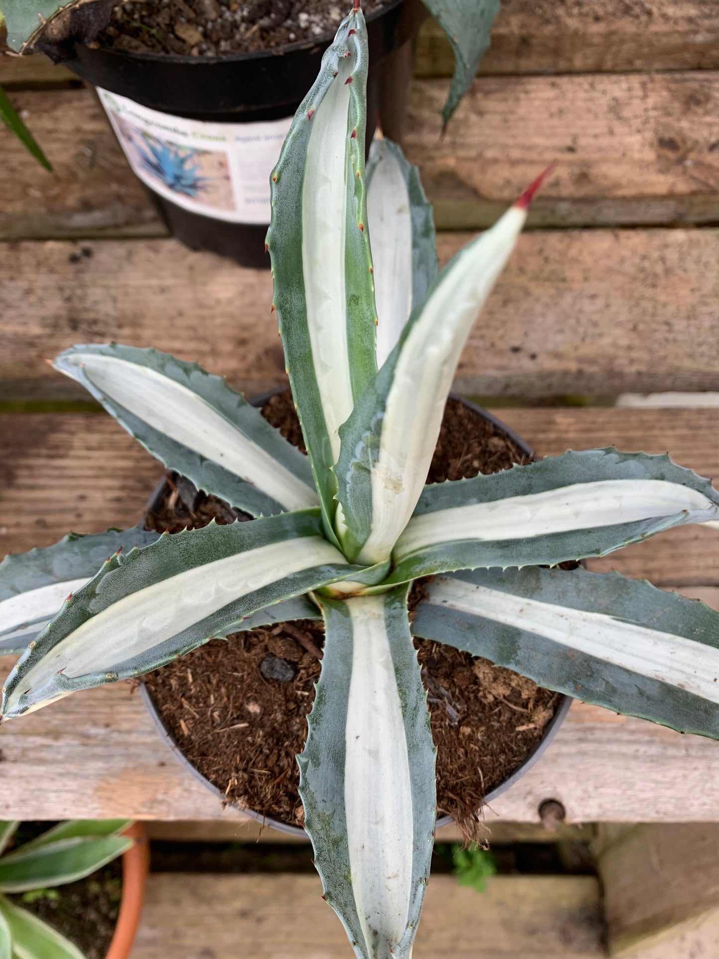 Agave americana variegata