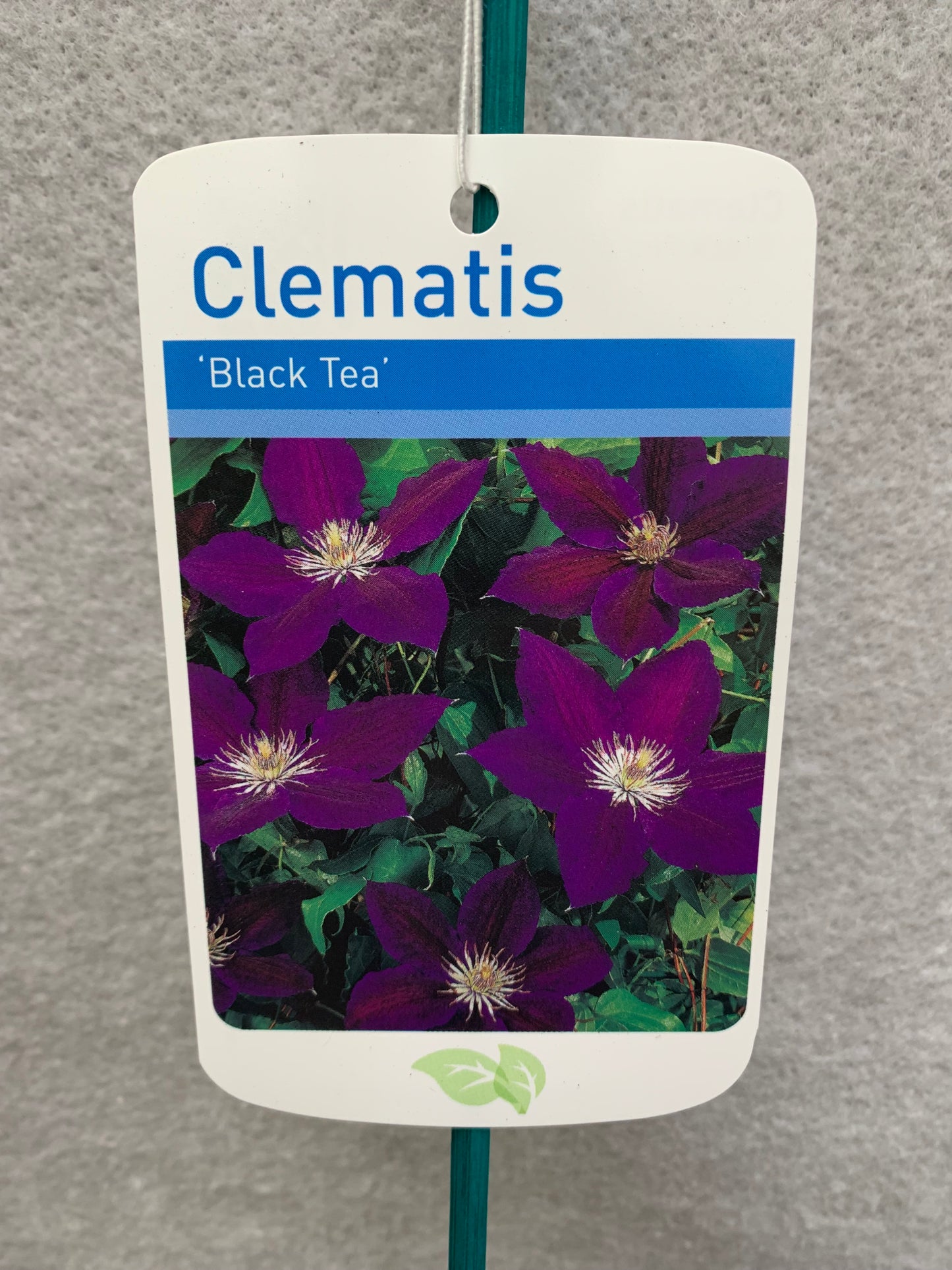 Clematis Black Tea