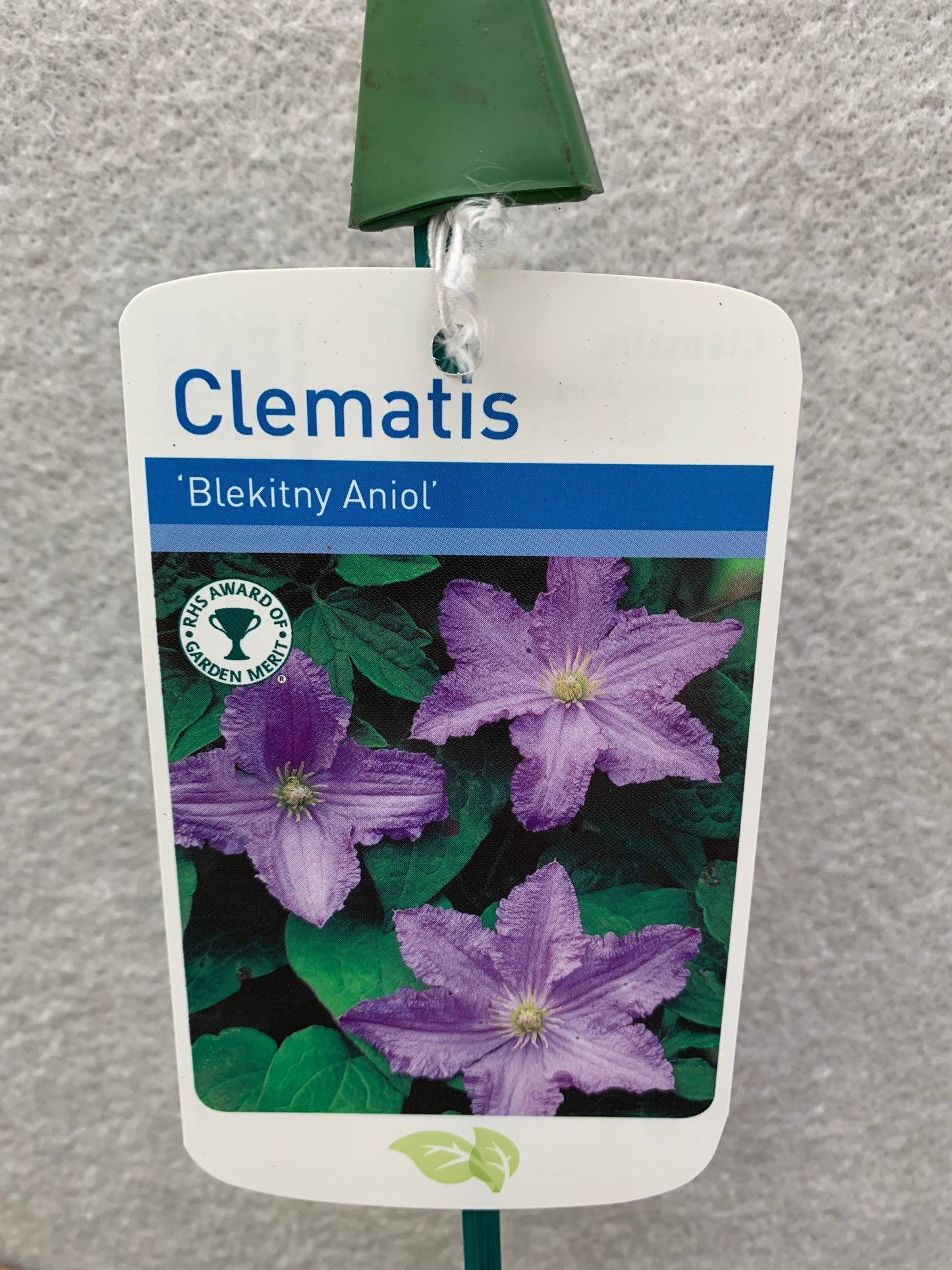 Clematis Blue Angel / Blekitny Aniol