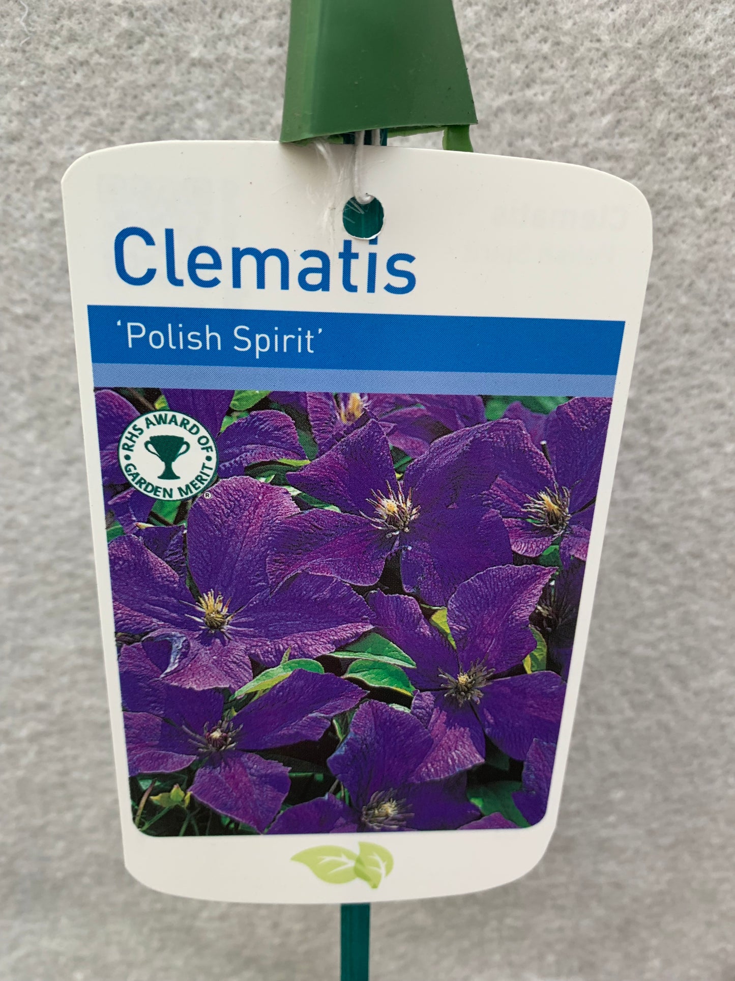 Clematis viticella Polish Spirit