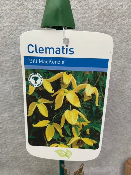 Clematis Orientalis Bill Mackenzie