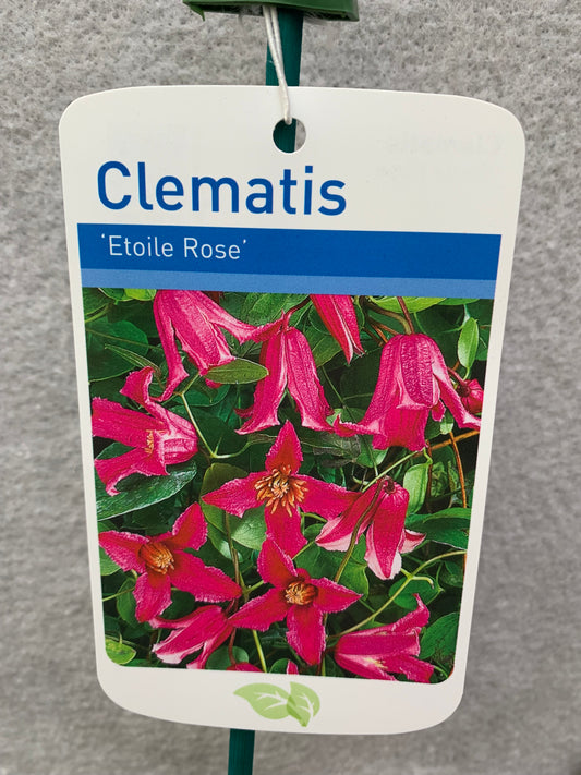 Clematis Etoile Rose