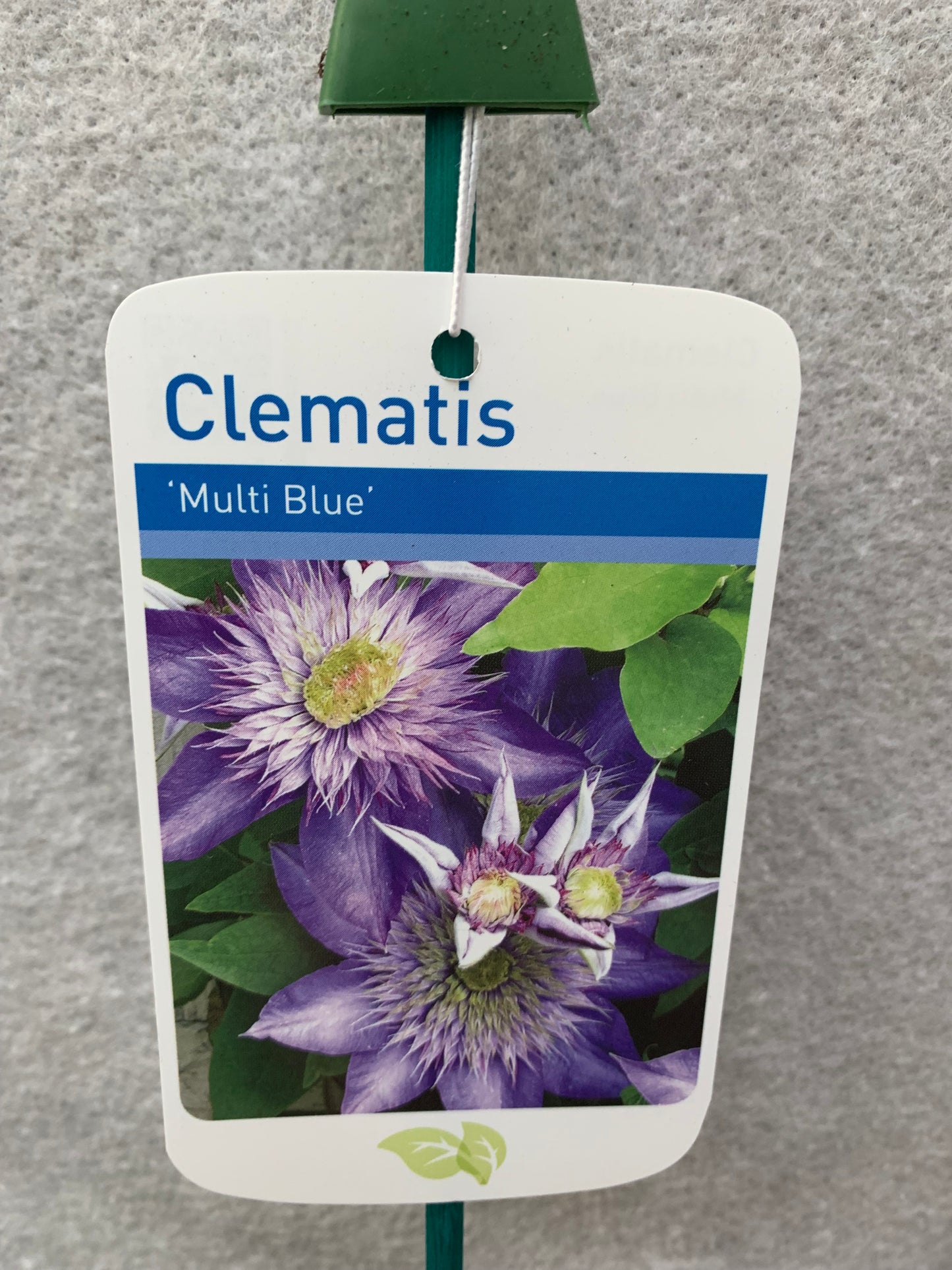 Clematis Multi Blue - group 2 climber