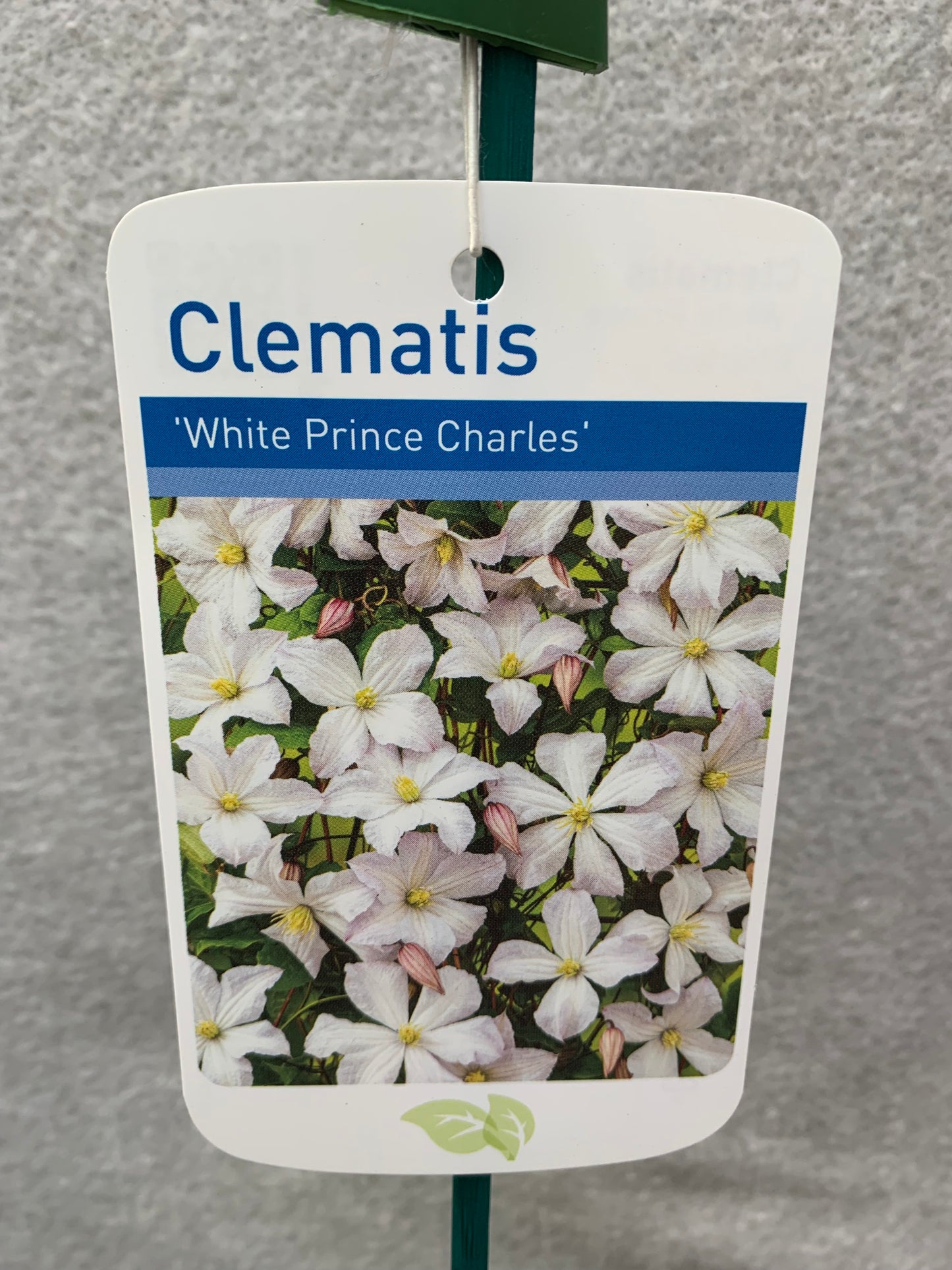 Clematis White Price Charles