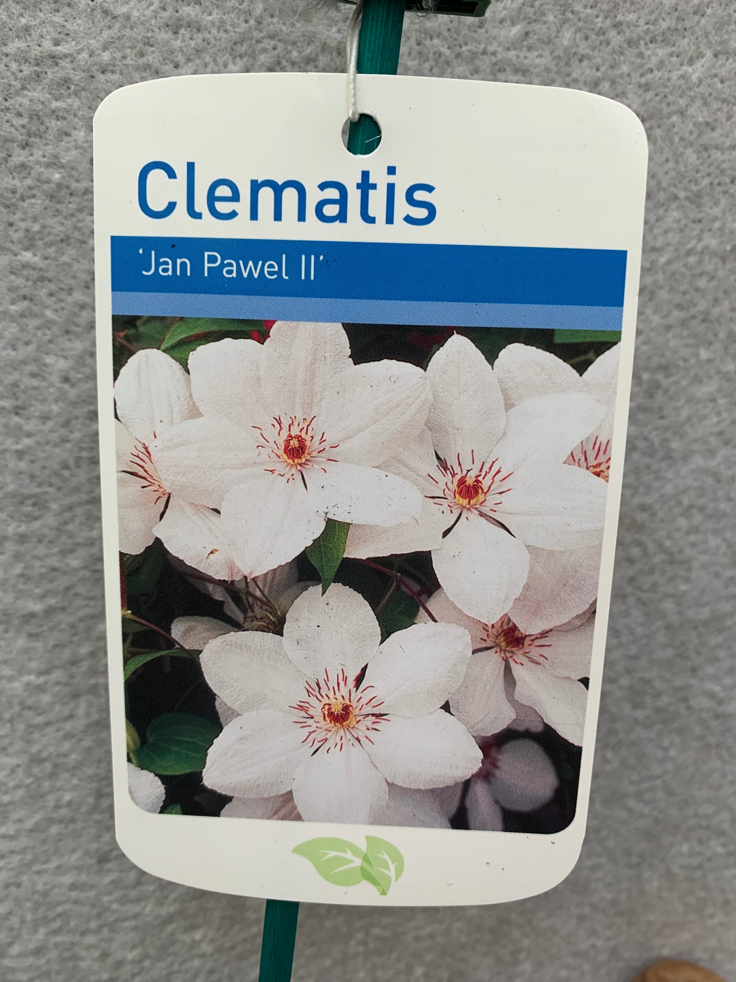 Clematis Jan Pawel II - John Paul II