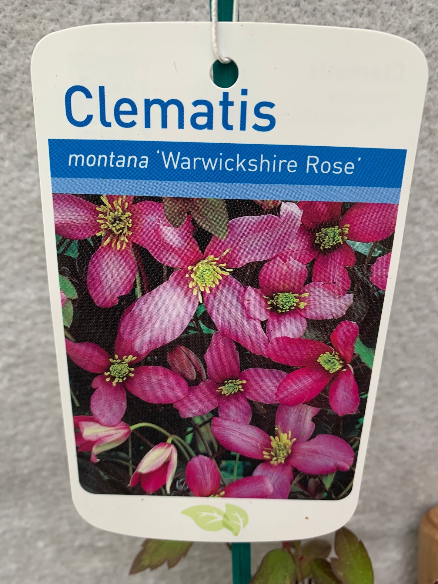 Clematis montana Warwickshire Rose