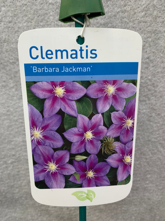 Clematis Barbara Jackman