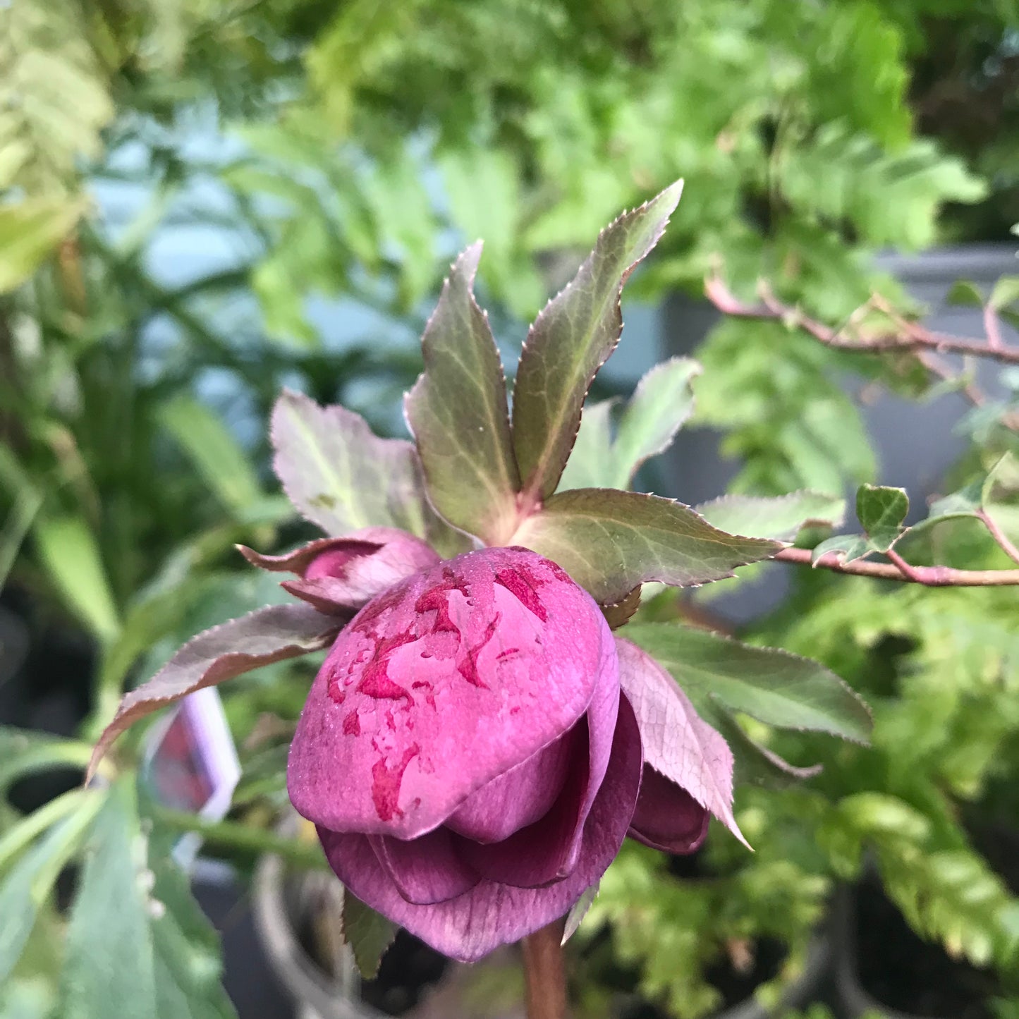 Helleborus Lenten Beauty 2/3L