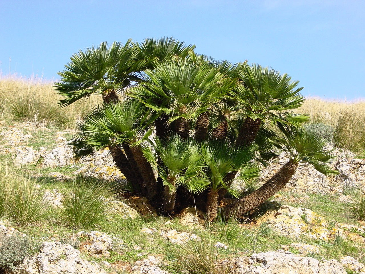 Chamaerops humilis – Mediterranean Fan Palm 10 Seeds