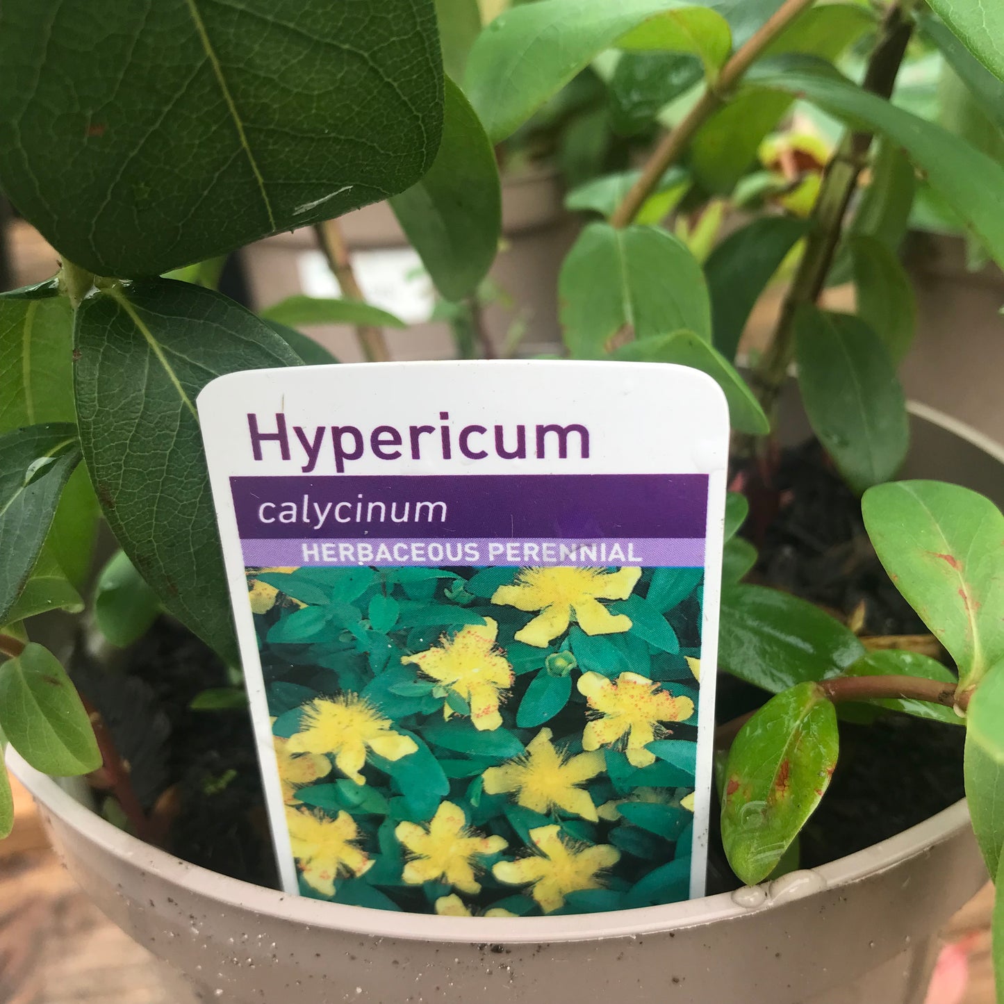 Hypericum calycinum 3L
