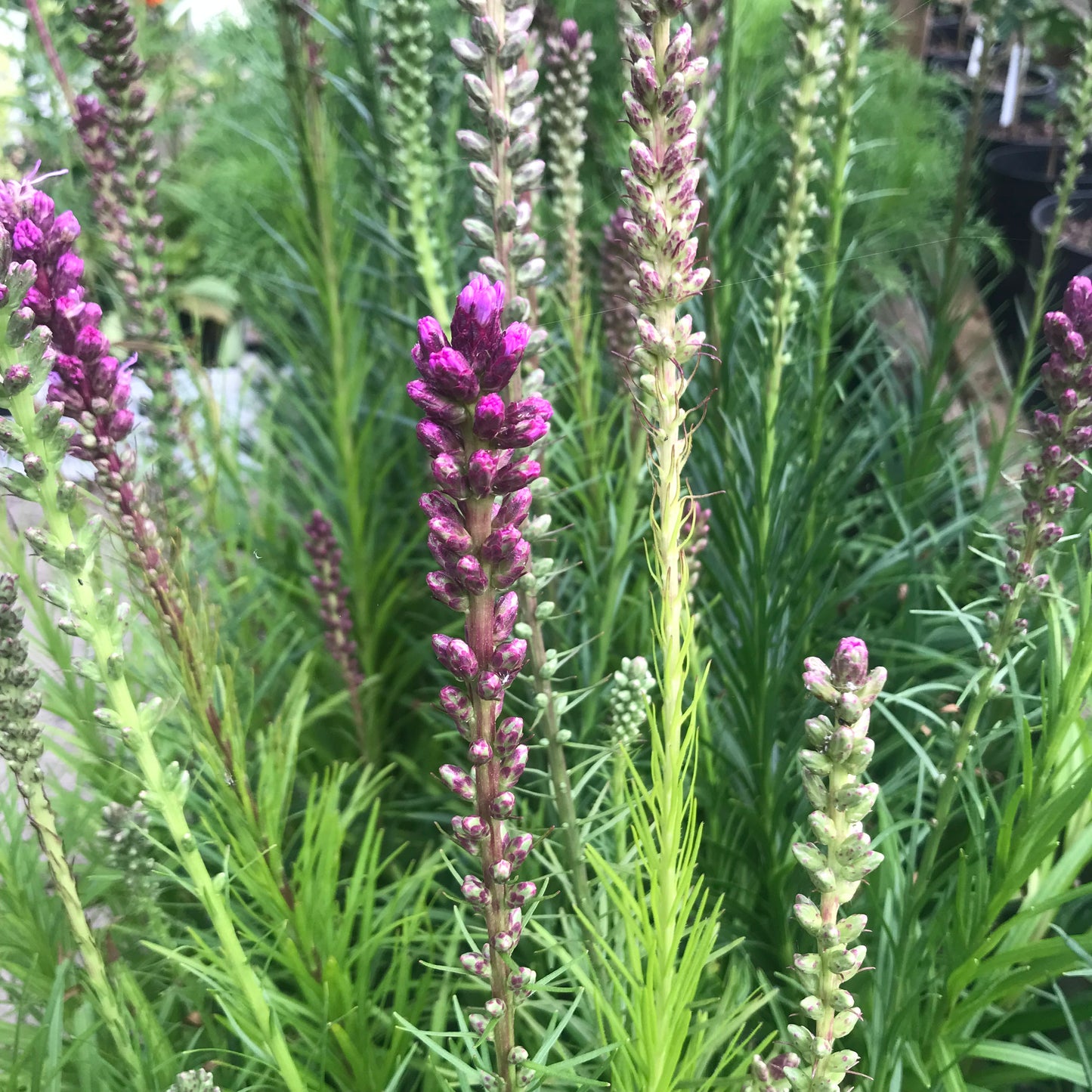 Liatris Spicata Kobold 1L