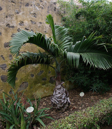 Hyophorbe lagenicaulis – Bottle Palm  5 Seeds