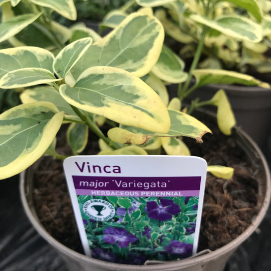 Vinca major Variegata - Greater Periwinkle 1.5L