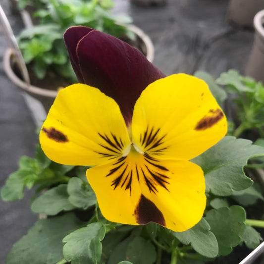 Pansy coolwave F1 mix - 10.5cm