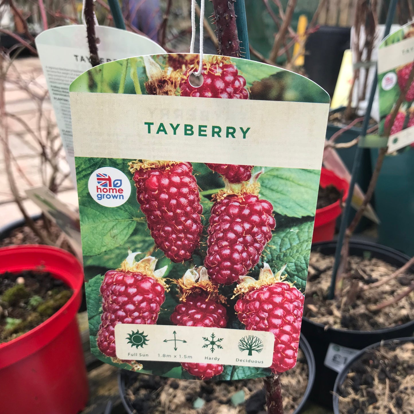 Tayberry - (Raspberry x Blackberry) 3L Pot