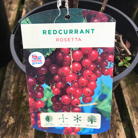 Redcurrants Rosetta  - 3L Pot Late season Large Fruit