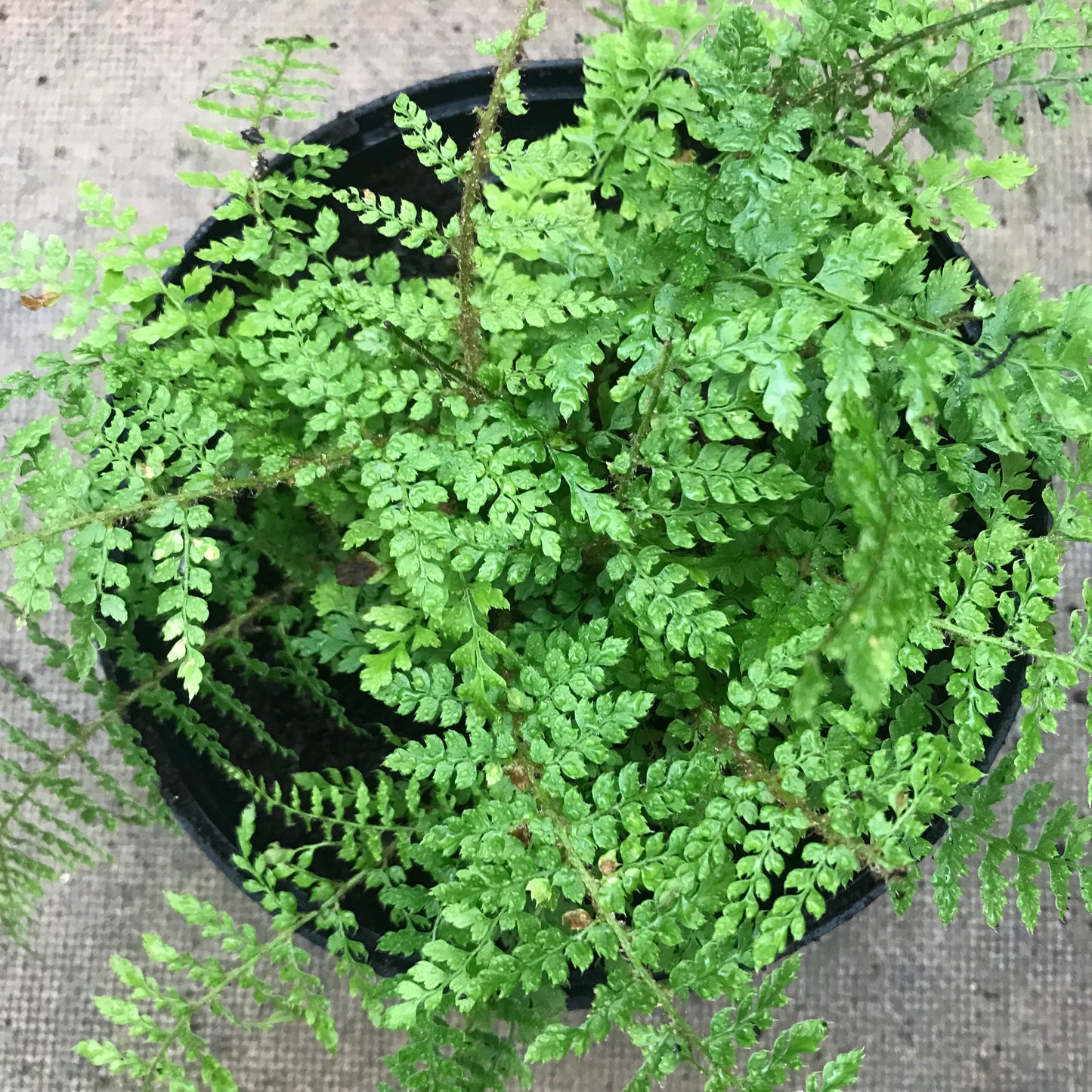 Fern - evergreen mixed ferns 2/3L