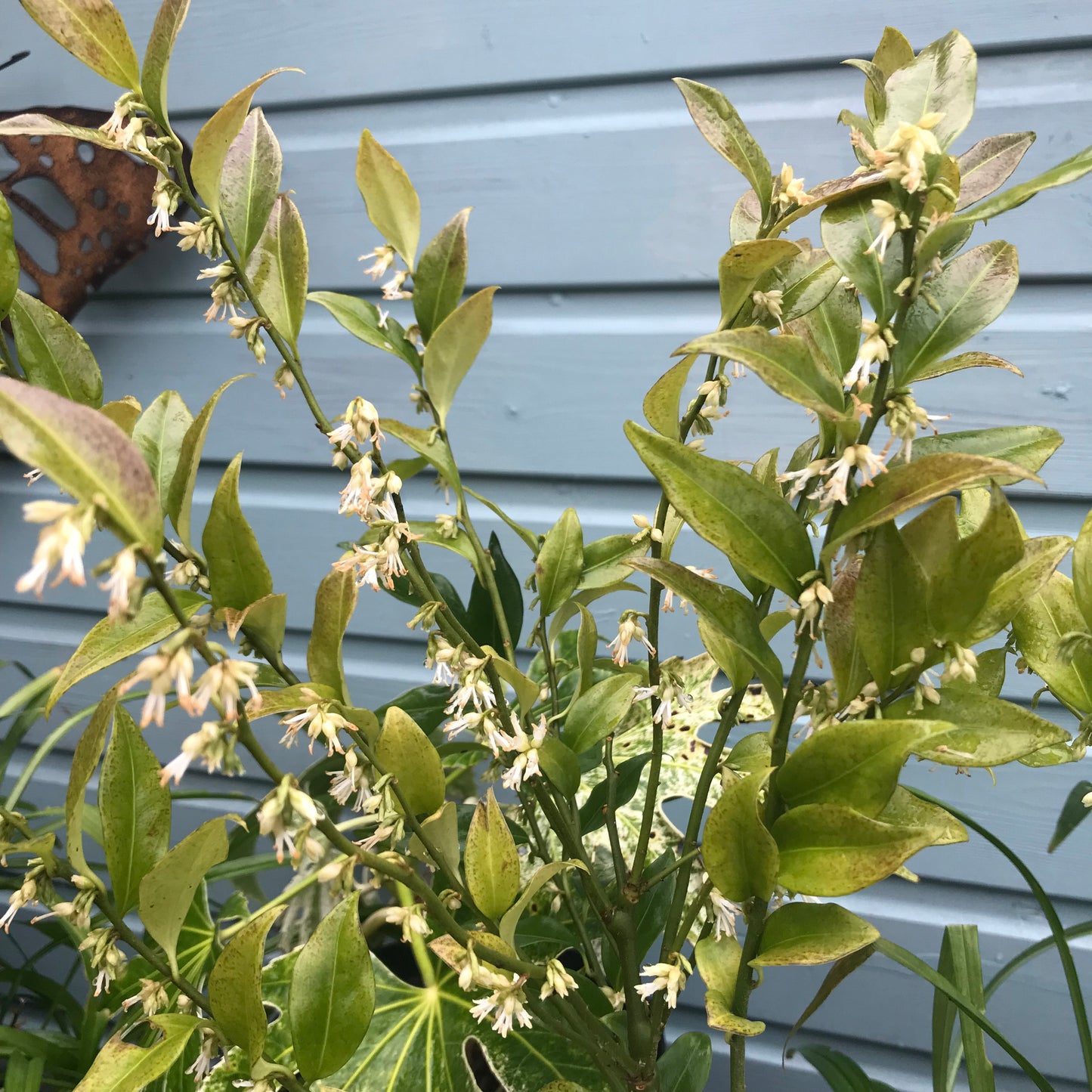 Sarcococca confusa - Christmas Box or Sweet Box