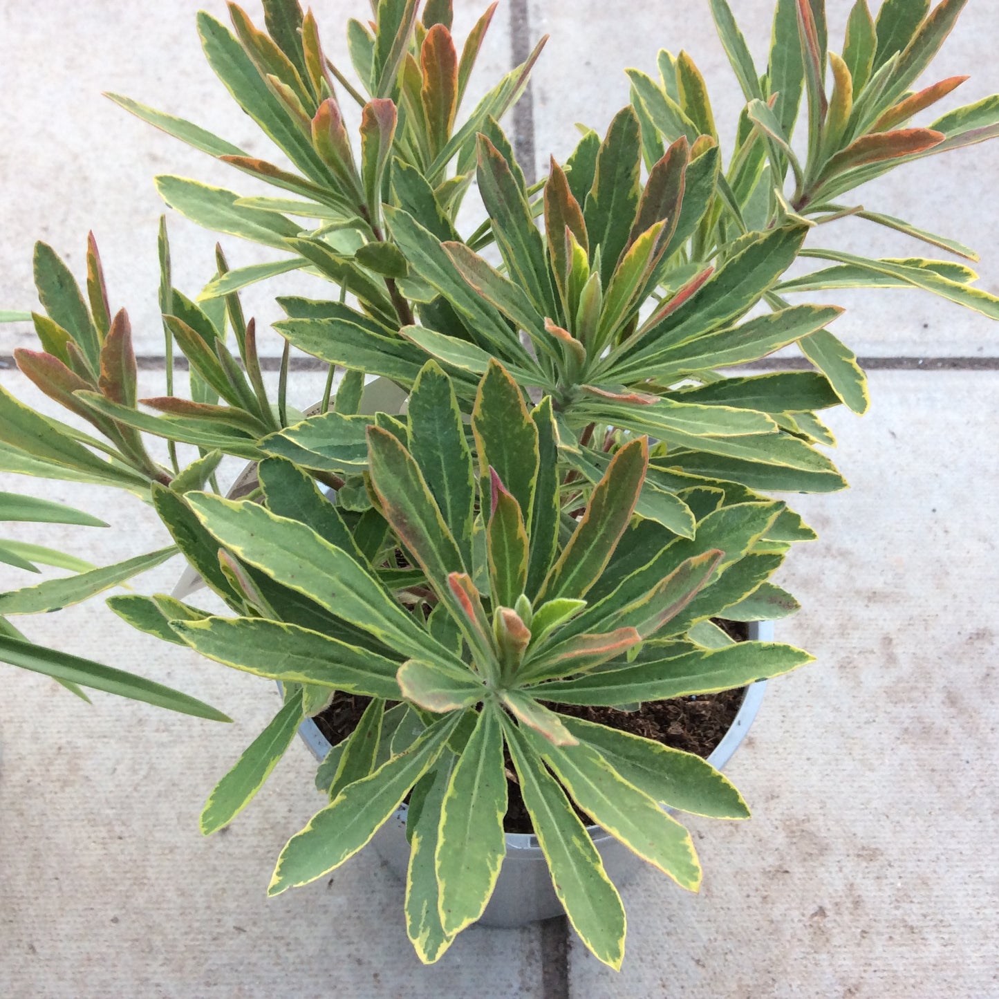 Euphorbia Ascot Rainbow