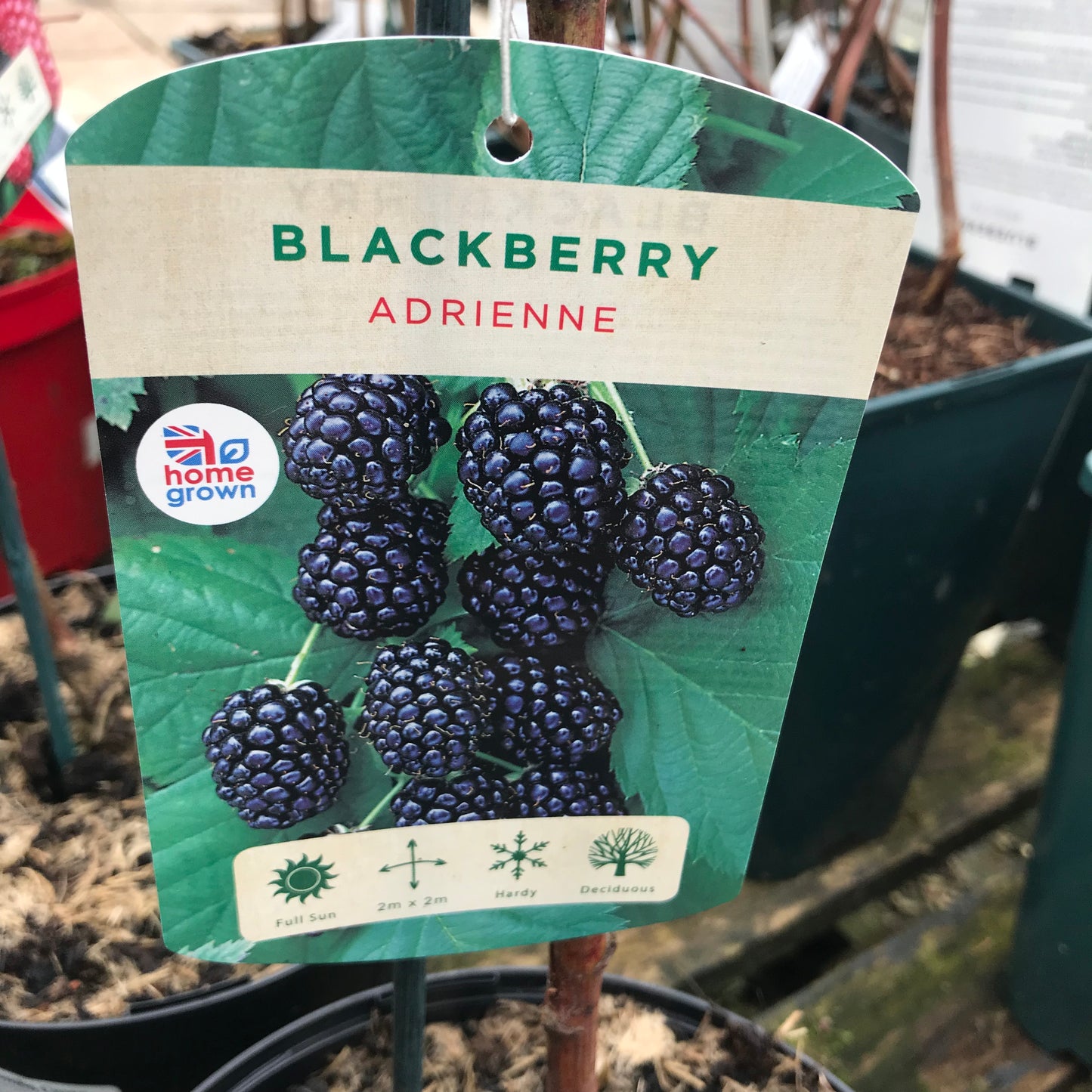Blackberry Adrienne - Early spine free variety