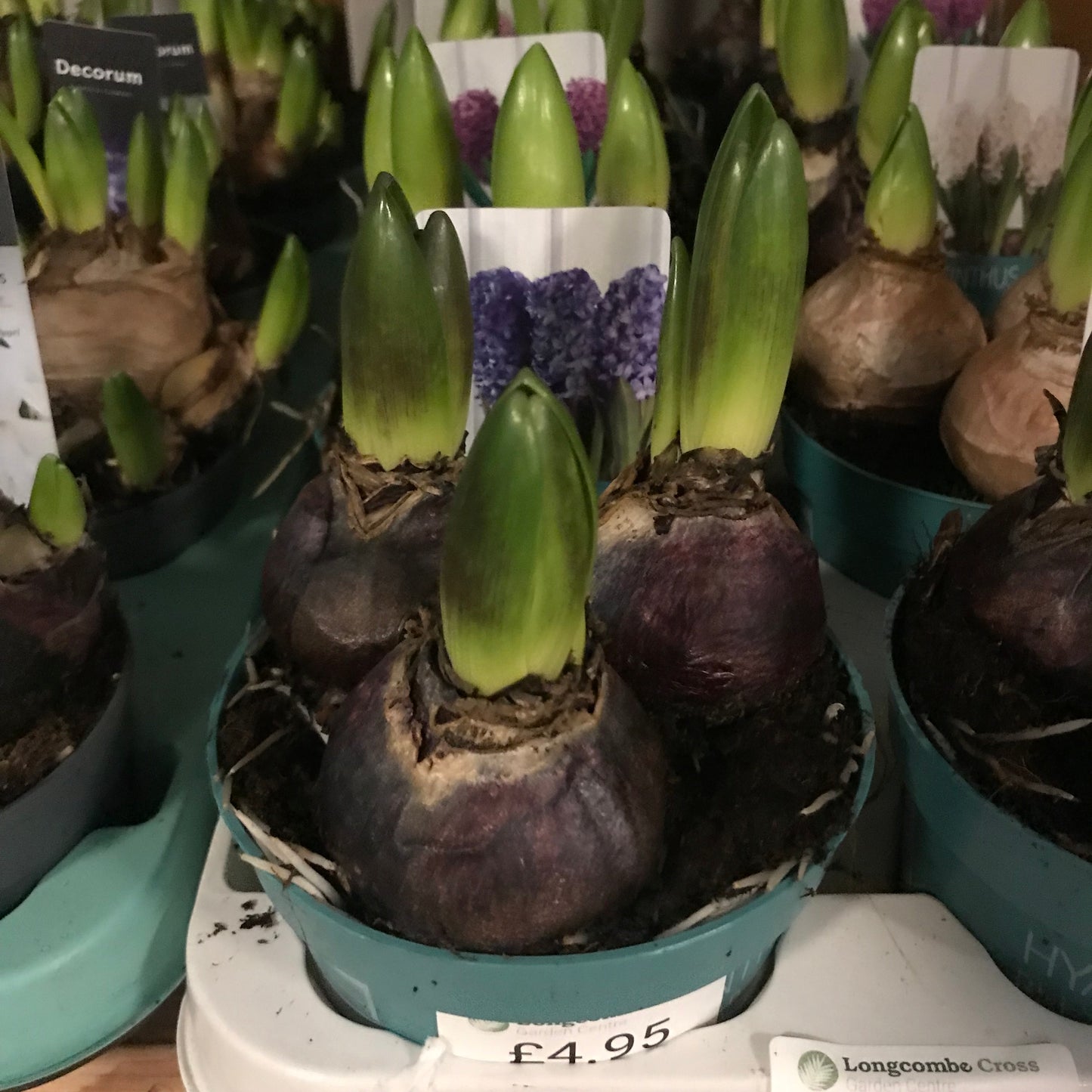 Hyacinths - mixed bulbs