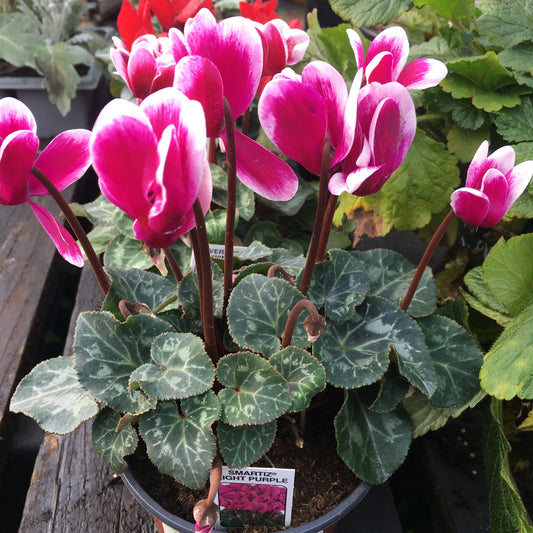 Cyclamen - Metis Mix & Mini 10.5cm