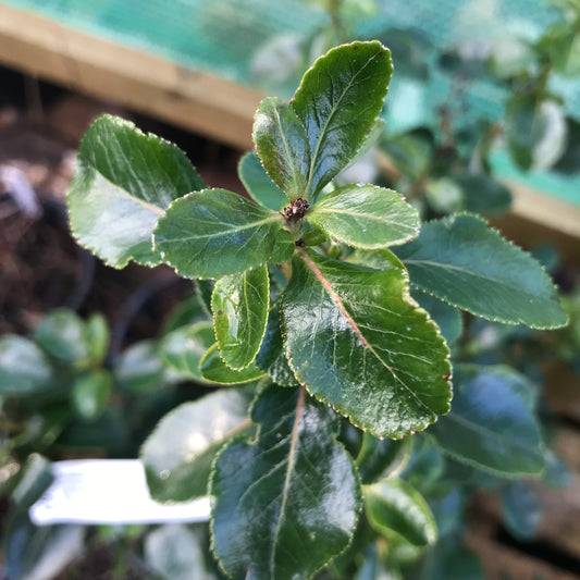 Escallonia Iveyi - Evergreen white flower 2L