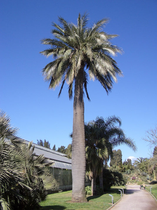 Jubaea chilensis ‘Chilean Wine Palm’ 5 Palm Seeds