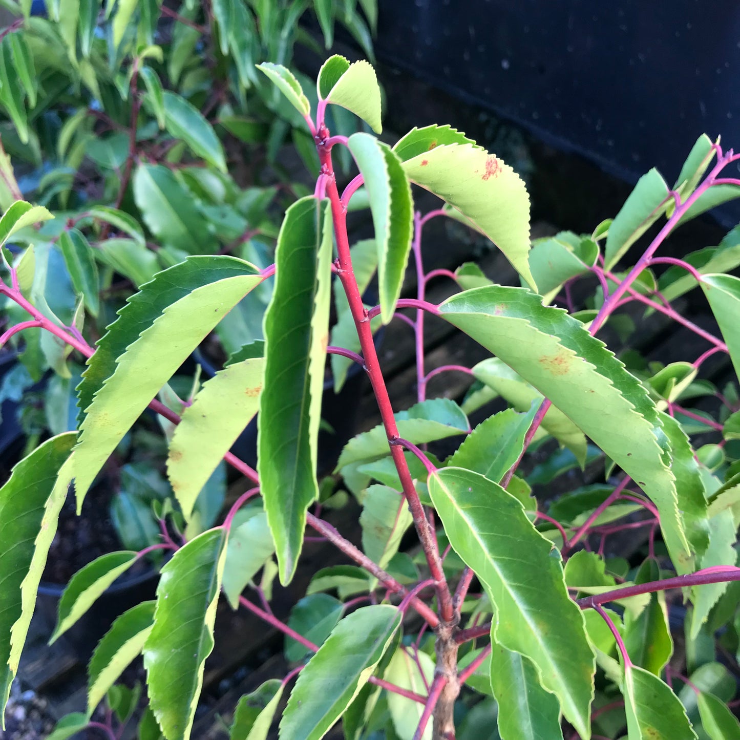 Prunus lusitanica - Portuguese laurel 5L