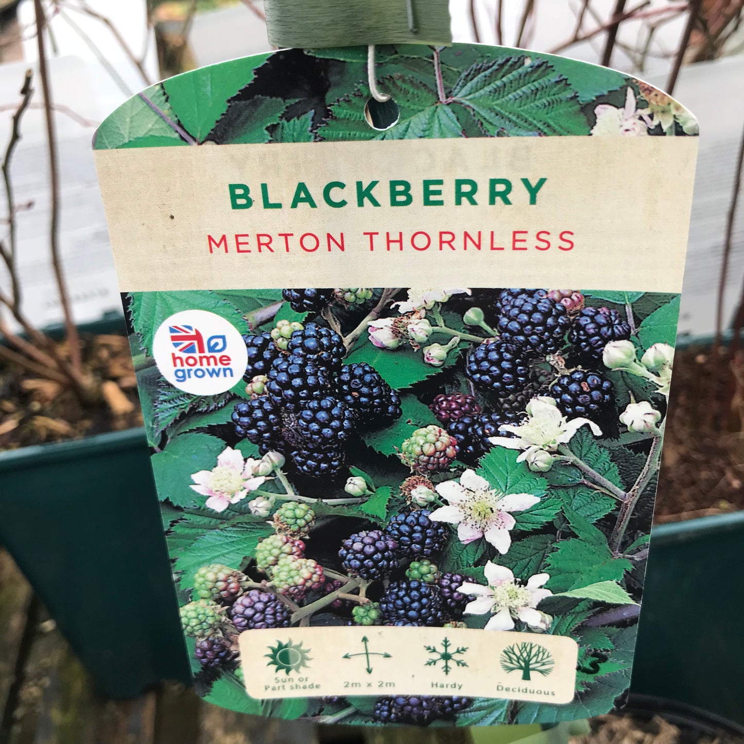 Blackberry Merton Thornless