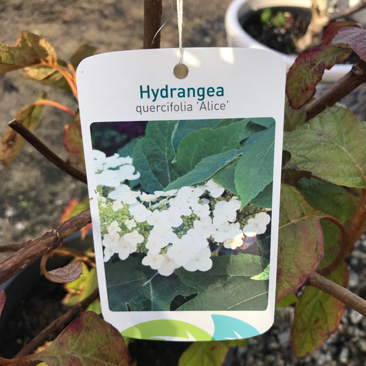Hydrangea quercifolia Alice 5/7L