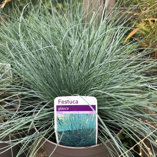 Festuca glauca