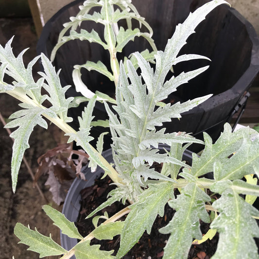 Cardoon 1L