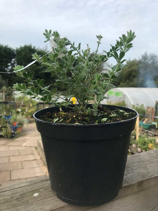 Lotus hirsutus 2 litre