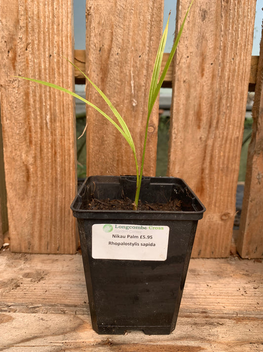 Rhopalostylis sapida - Nikau palm RARE