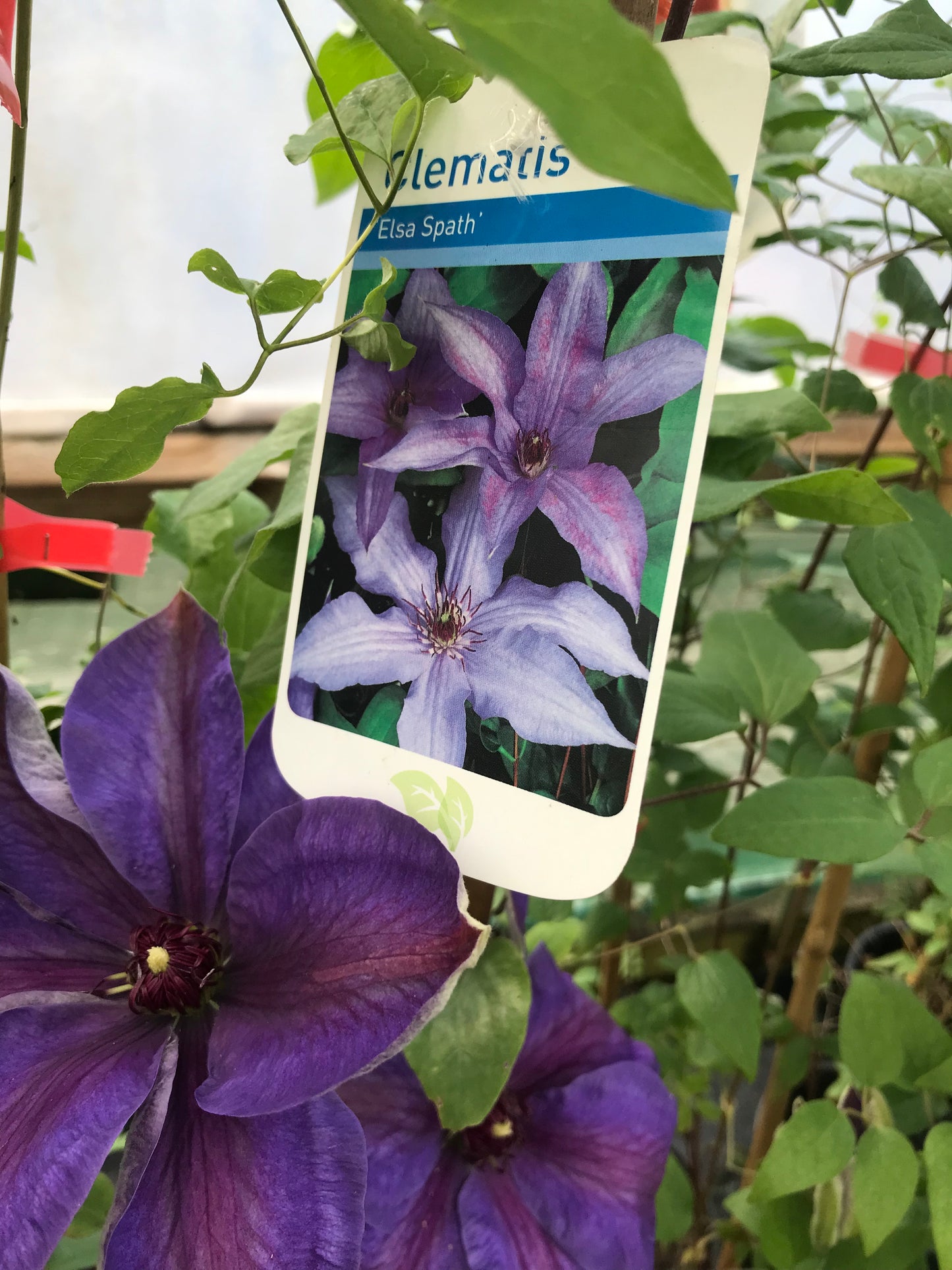 Clematis Elsa Spath Large 2L Climber Plant