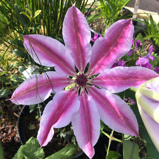 Clematis Nelly Moser Large 2L Climber Plant