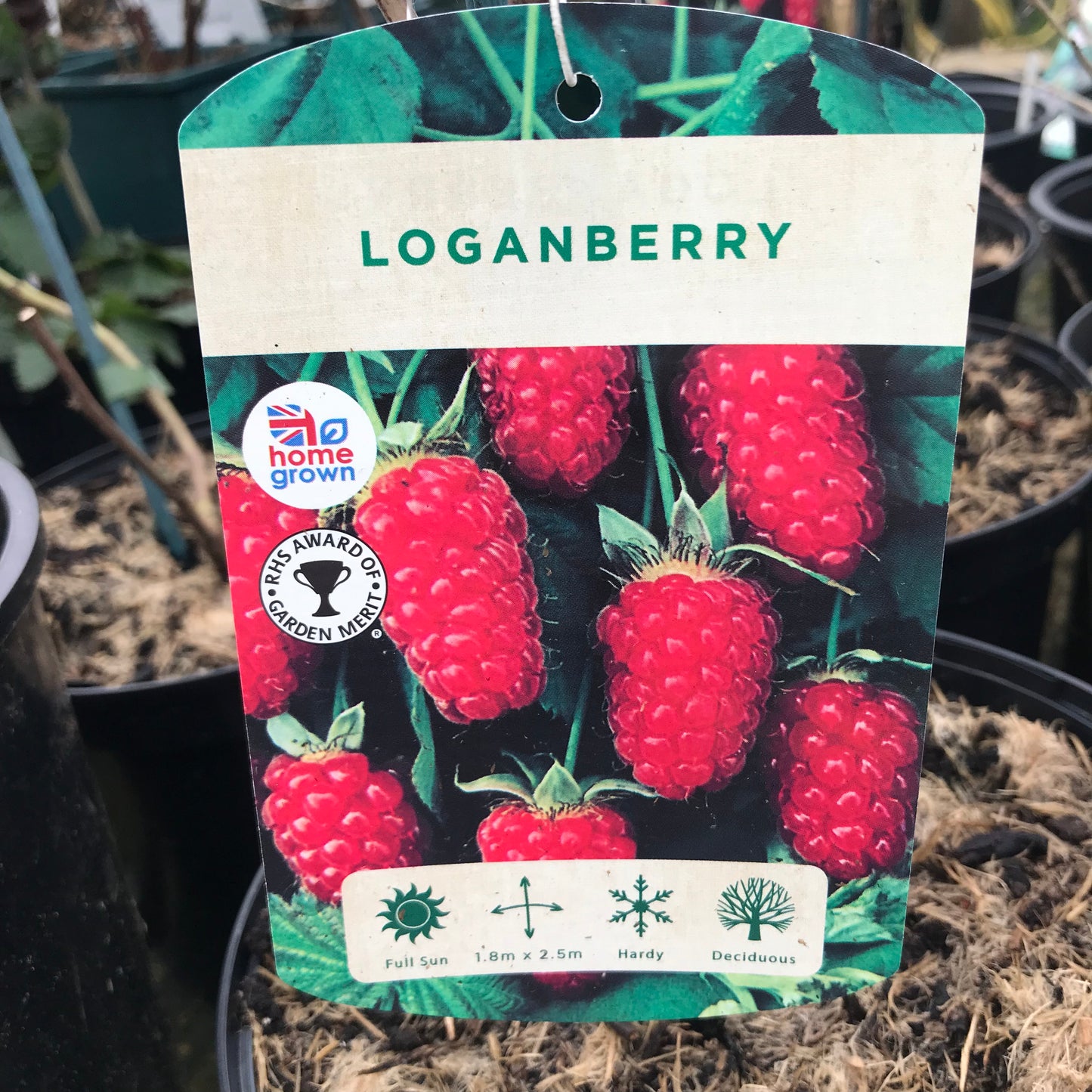 Loganberry 3L Pot