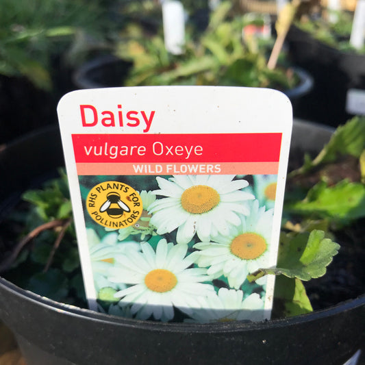 Leucanthemum vulgare - Ox eye Daisy 3L