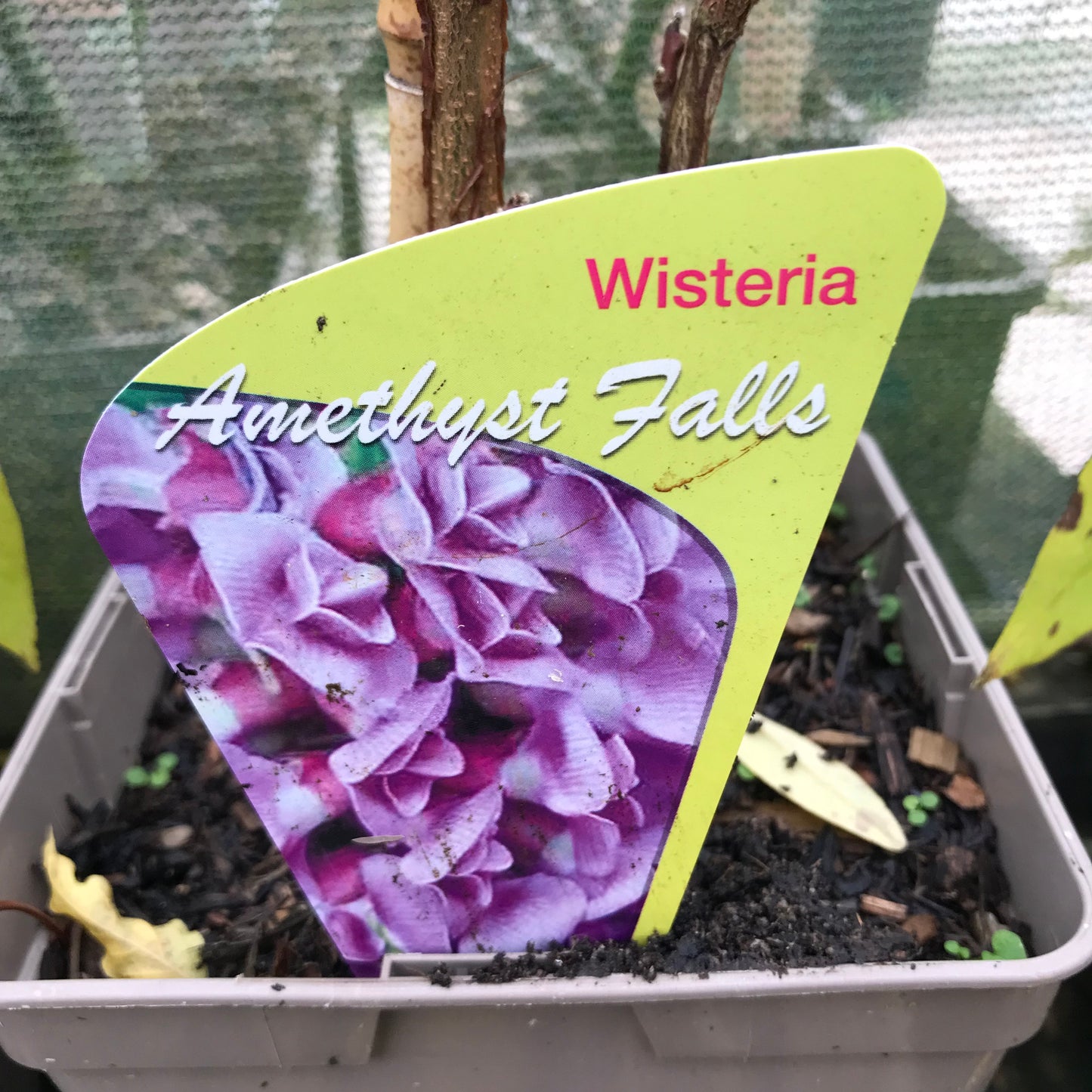 Wisteria frutescens Amethyst Falls 3L