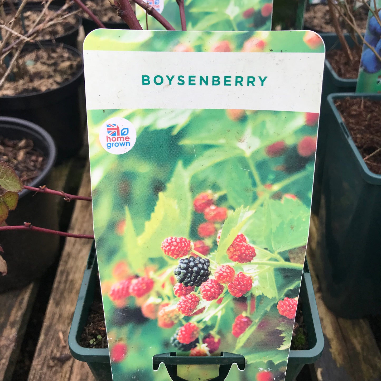 Boysenberry -  3L Pot