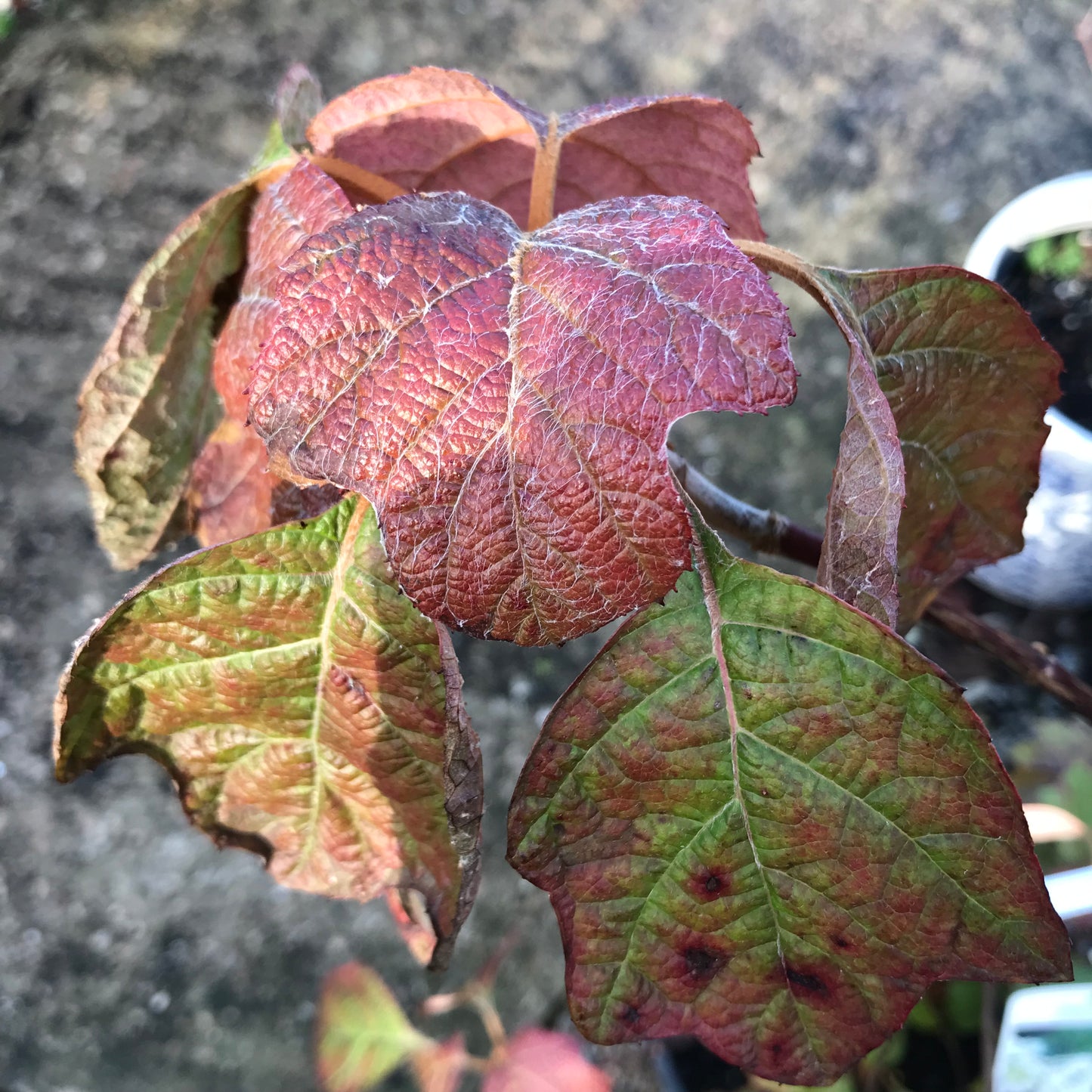 Hydrangea quercifolia Alice 5/7L