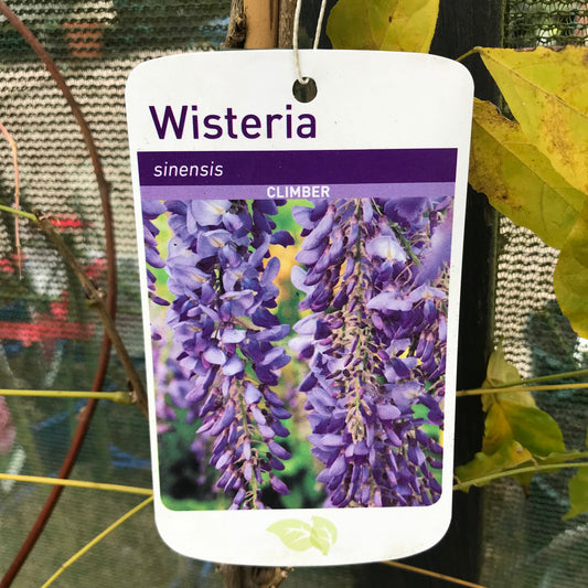 Wisteria Sinensis Blue 3L