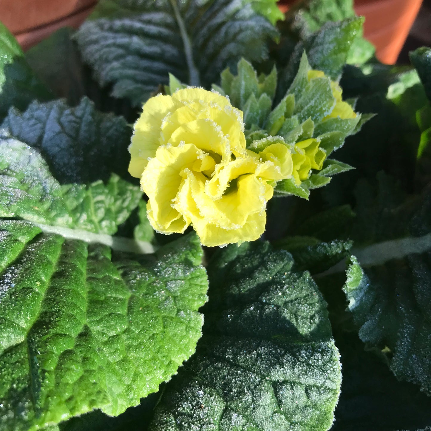 Primula vulgaris - primrose