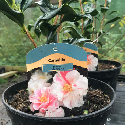Camellia japonica Lady Vansittart