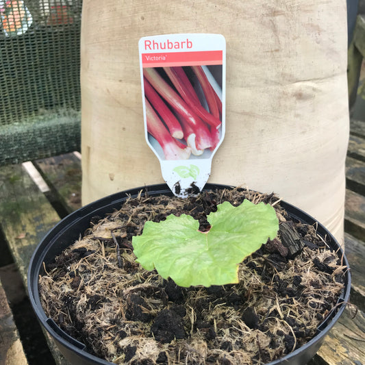 Rhubarb Victoria 3L pot
