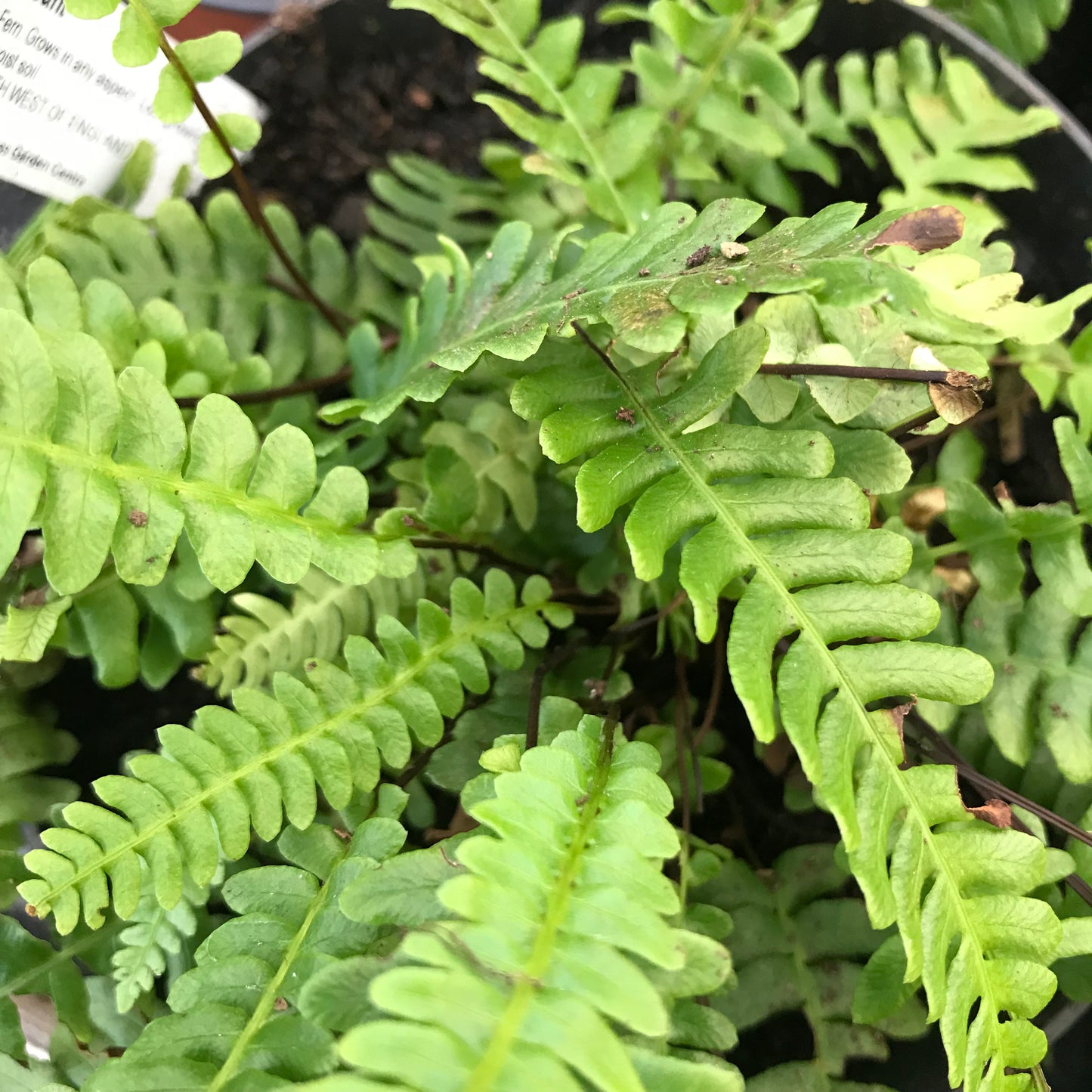Fern - evergreen mixed ferns 2/3L